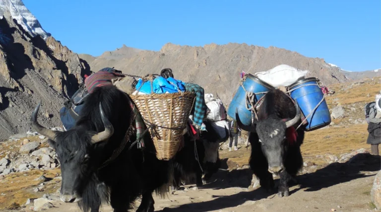 Yaks Carrying Foods during Kailash Parikrama