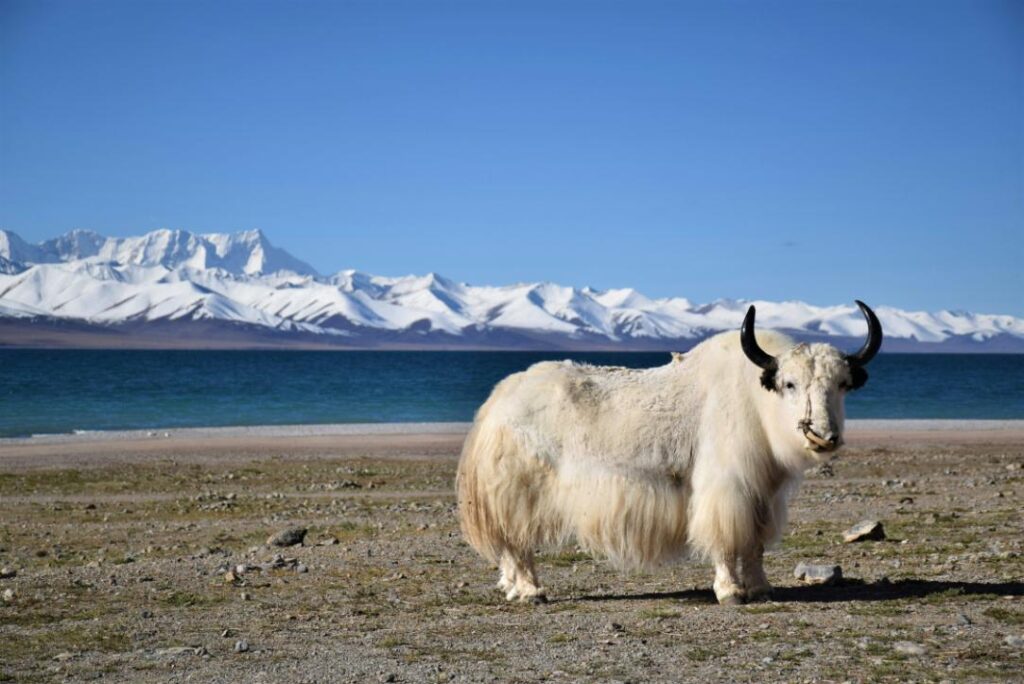 Namtso Lake