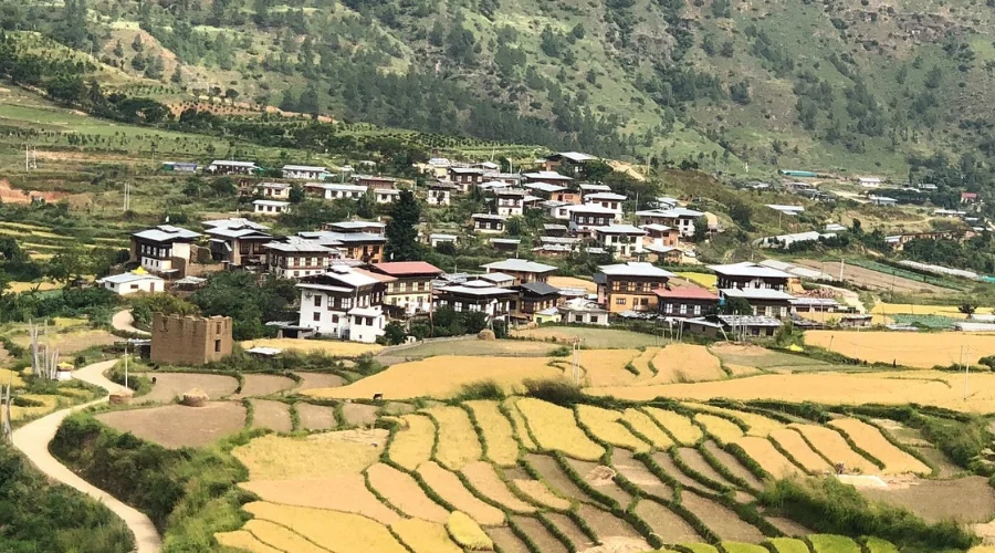 Beautiful cultivated fields in Bhutan