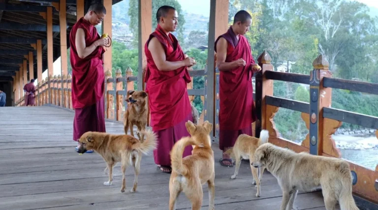 Monks along with the dogs