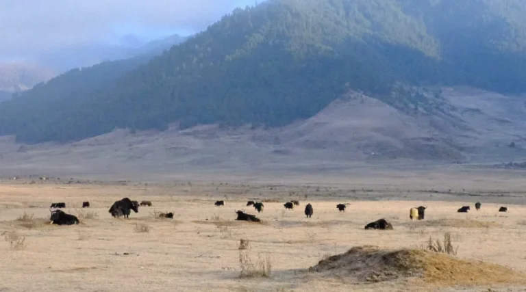 Yaks grazing in the field