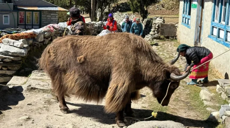 Yaks of Everest Region Nepal