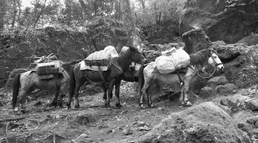 Mules en route Manaslu Circuit Trek