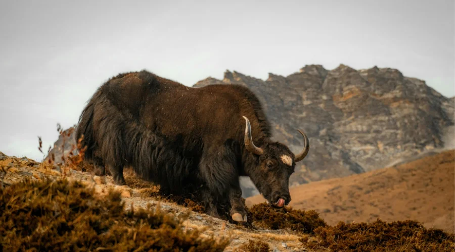 Yak in Trekking Region of Nepal