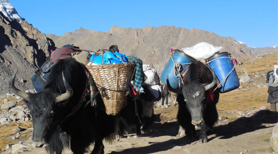 Yaks carrying loads at Kailash Mansarovar Yatra