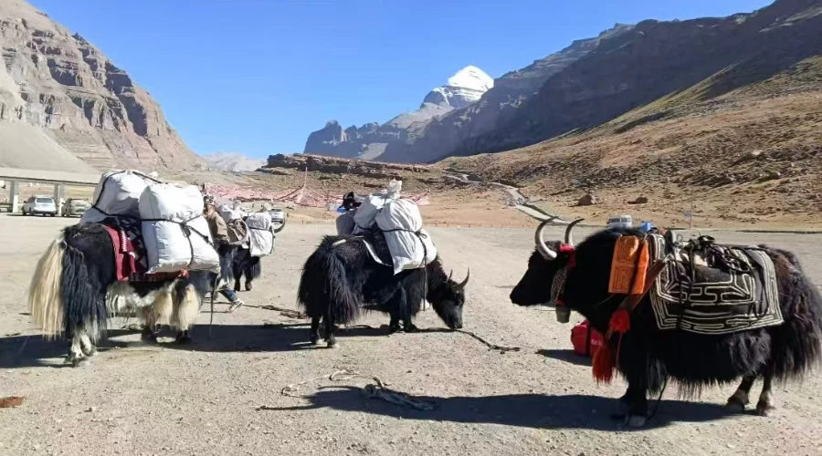 Yaks carrying loads during the Kailash Mansarovar Yatra