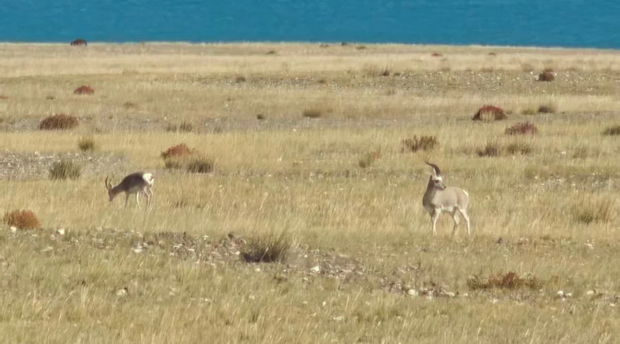 Fauna grazing during the yatra
